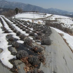 ラベンダー畑以外はまだ雪の中です