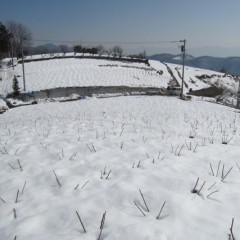 白い海が広がっています