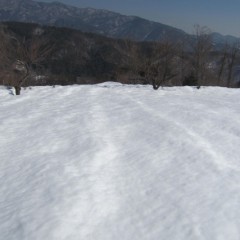 農場のカモマイル・ジャーマン畑は雪で覆われています