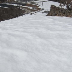 日当たりの良いカモマイル・ジャーマン畑もまだ雪融けしていません