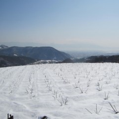 春の陽を浴びて少しずつ溶け始めてはいます