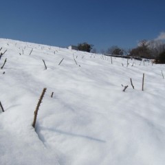 日当たりの悪い斜面は40～50cmの雪が残っています