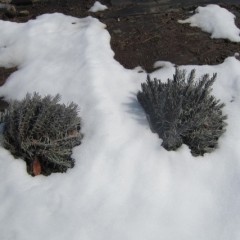 雪の重みで大きな株の枝は倒れています