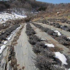 記録的な大雪で心配していましたが被害はありませんでした