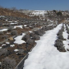 グロッソ＆スーパーの畑はまだ雪の中です