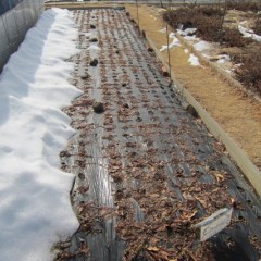 ペパーミントの畑はまだ少し雪が残っています