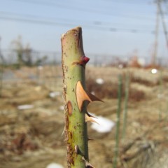 大雪に耐えた芽はまだ固いままです