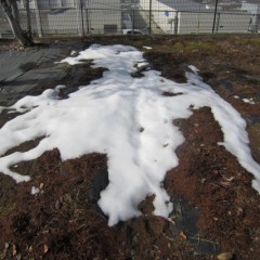 2月8日から雪に閉ざされた畑が見えて来ました