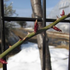 つるバラの芽がグングン伸びています