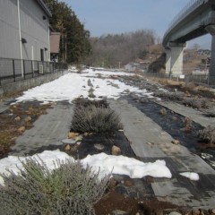 14日の大雪もようやく雪融けです