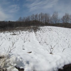 農場の日当たりの悪い斜面はまだ雪に覆われています