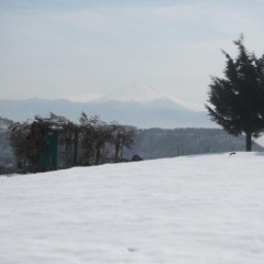 農場はまだ雪が残っています