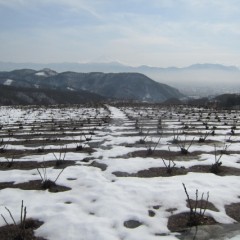 日が当たると徐々に溶けて地肌が見えてきました