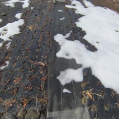 アルベンシスミントの畑も雪は溶けています