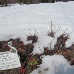 スペアミントの畑はまだ雪がいっぱい