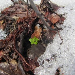 雪融けした畑から出て来た新芽が輝いていました