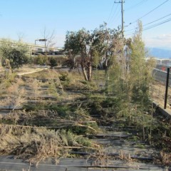 折れた幹を根本から切り取りました