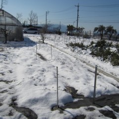 5日に雪が降り7日になってもまだ溶けていません