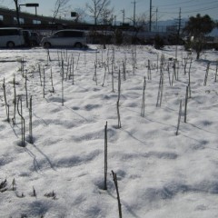 事務局前のローズ畑は5日に降った雪で再び雪で覆われました
