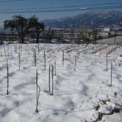 折角雪融けしたと胸を撫で下ろしたばかりなのに・・・・・