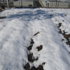 またしても5日に雪が降りまだ溶けずに残っています