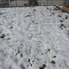 やっと雪融けしたカモマイル・ローマン畑が再び雪の下に