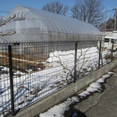 芽が伸び始めたつるバラですが5日に再び雪が降り真冬に逆戻り