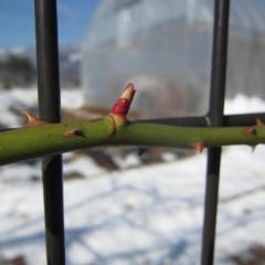 芽の動きが止まってしまったようです