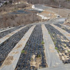 日当たりの良い畑は大分回復してきています