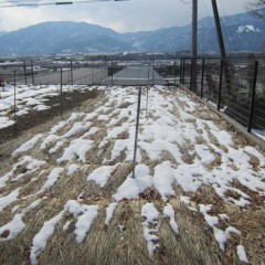 今回は早く雪融けしてくれそうでひと安心