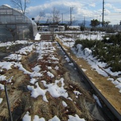 夕方になり雪は大分溶けて来ました