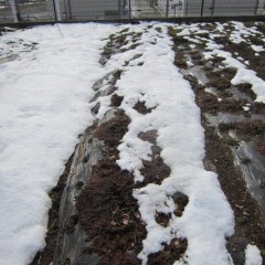 カモマイル・ローマン畑の雪は夕方に溶け始めて来ました