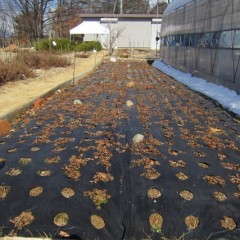 雪融けして再び春が・・・・・