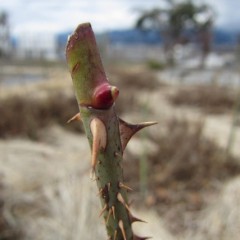 寒さから若葉を守っていた芽鱗を破って伸びて来ました