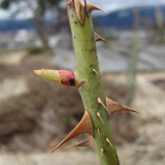 スタートダッシュを決めた芽も