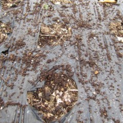 風に飛ばされることもなくほぼ均一に蒔くことが出来ます