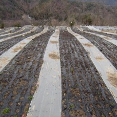 大切な種が一粒も無駄なく発芽してくれることをお天道様に祈ります