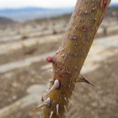 芽鱗を破った後で厳しい寒さに当たり先端が枯れて動きが止まっているようです