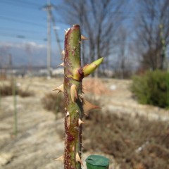 ローズの芽も順調に伸びています