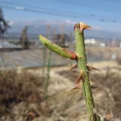 こちらは葉がもう少しで開きそうです