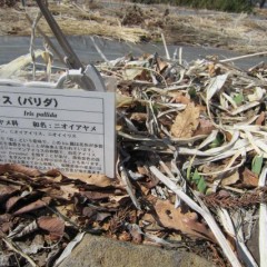 オリスの新芽が出て来ました