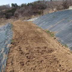 こちらの畑も見た目には変化が分かりません