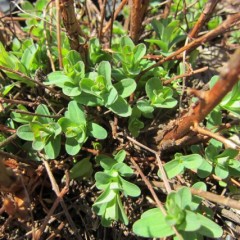 新緑が芽に眩しい季節です