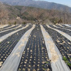 若干ですが緑が目立って来た感じです