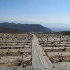 農場のローズにも動きがありました