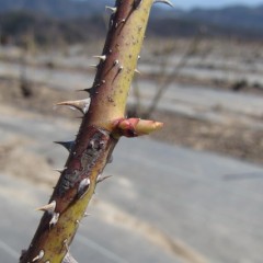 ようやく芽が伸び始めました