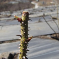 大雪なんて何のその