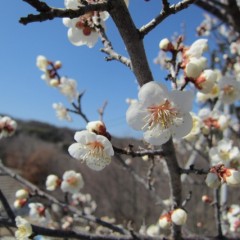 農場の梅が咲き始めました