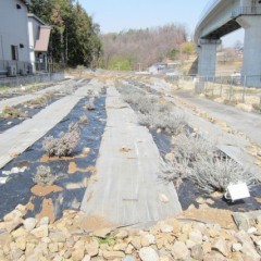 事務局前のラベンダー見本畑の剪定を行いました