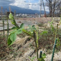 芽が伸びて葉が出て